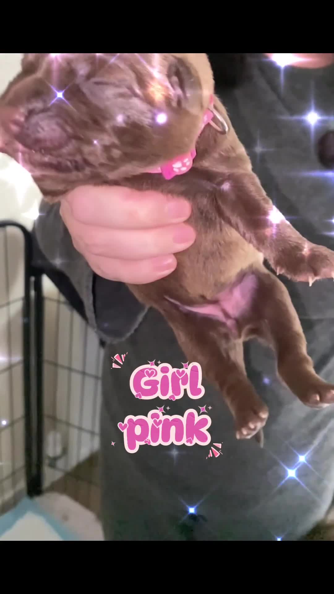 Mixed Breed dogs for sale: 🐾 Beautiful Puppies Looking 4 A Forever Homes 🐾 - Video 2