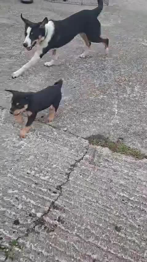 Australian Kelpie dogs for sale: Stunning Farm Breed Kelpies - Video 3