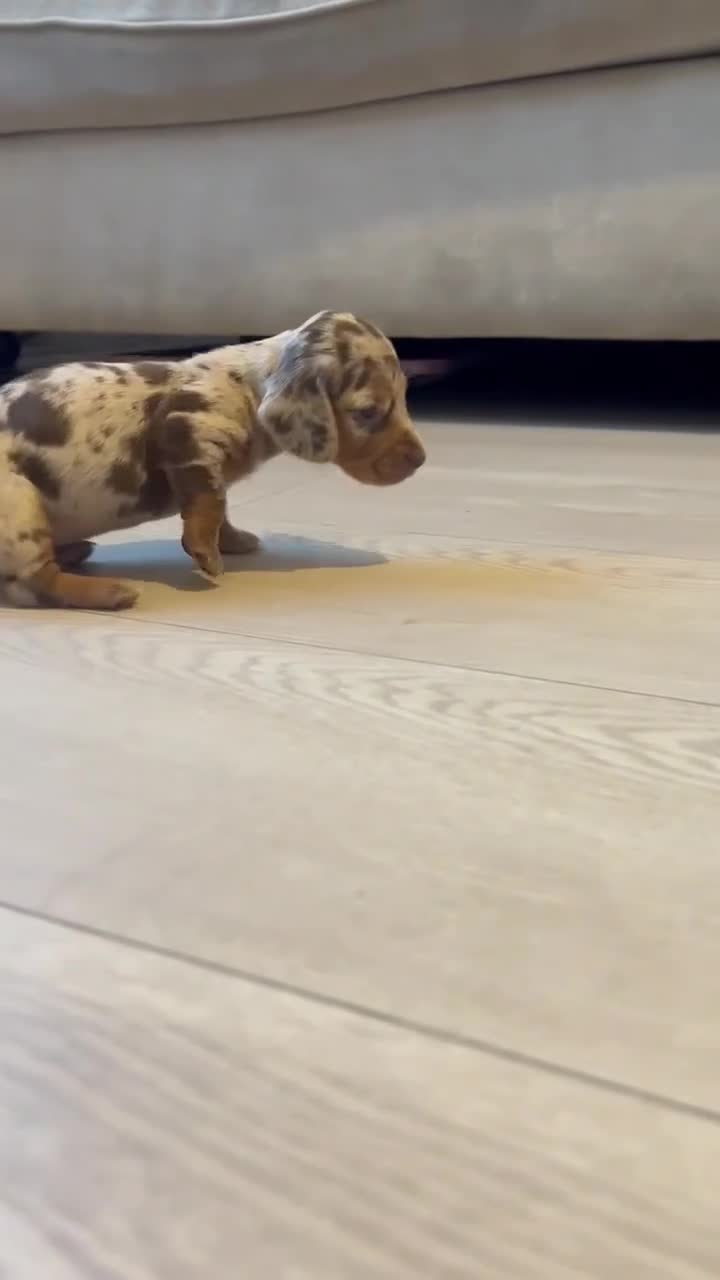 Miniature Dachshund dogs for sale: Miniature dachshund puppy’s  - Video 3