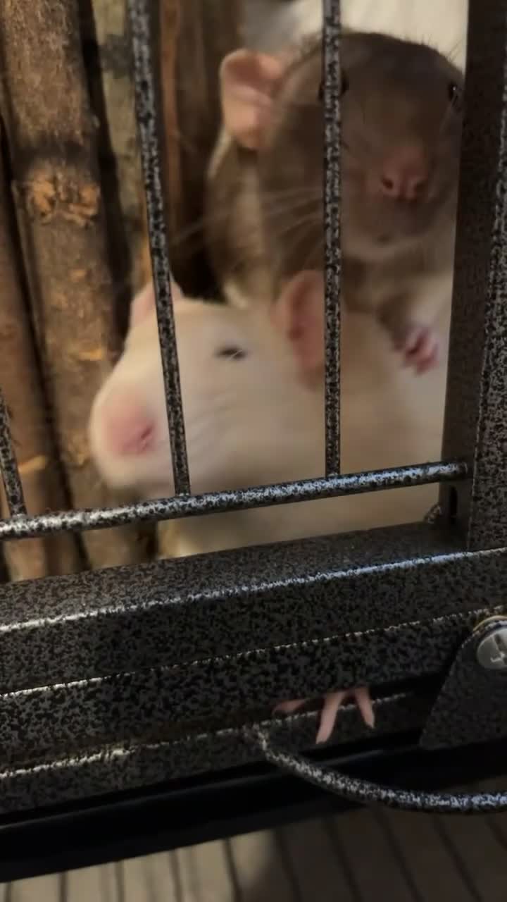 Rat rodents for sale: Need to rehome my baby boys, inc-cage&toys&food - Video 3
