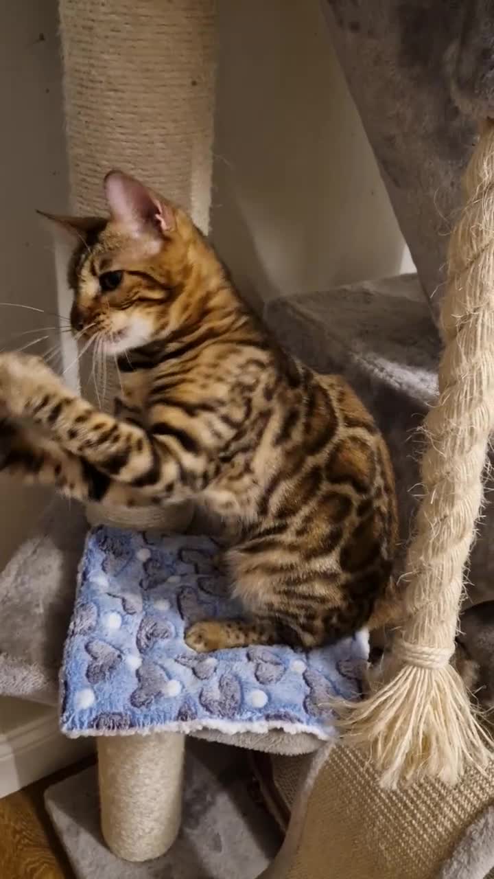 Bengal cats for sale: Beautiful lady ❤️  - Video 2