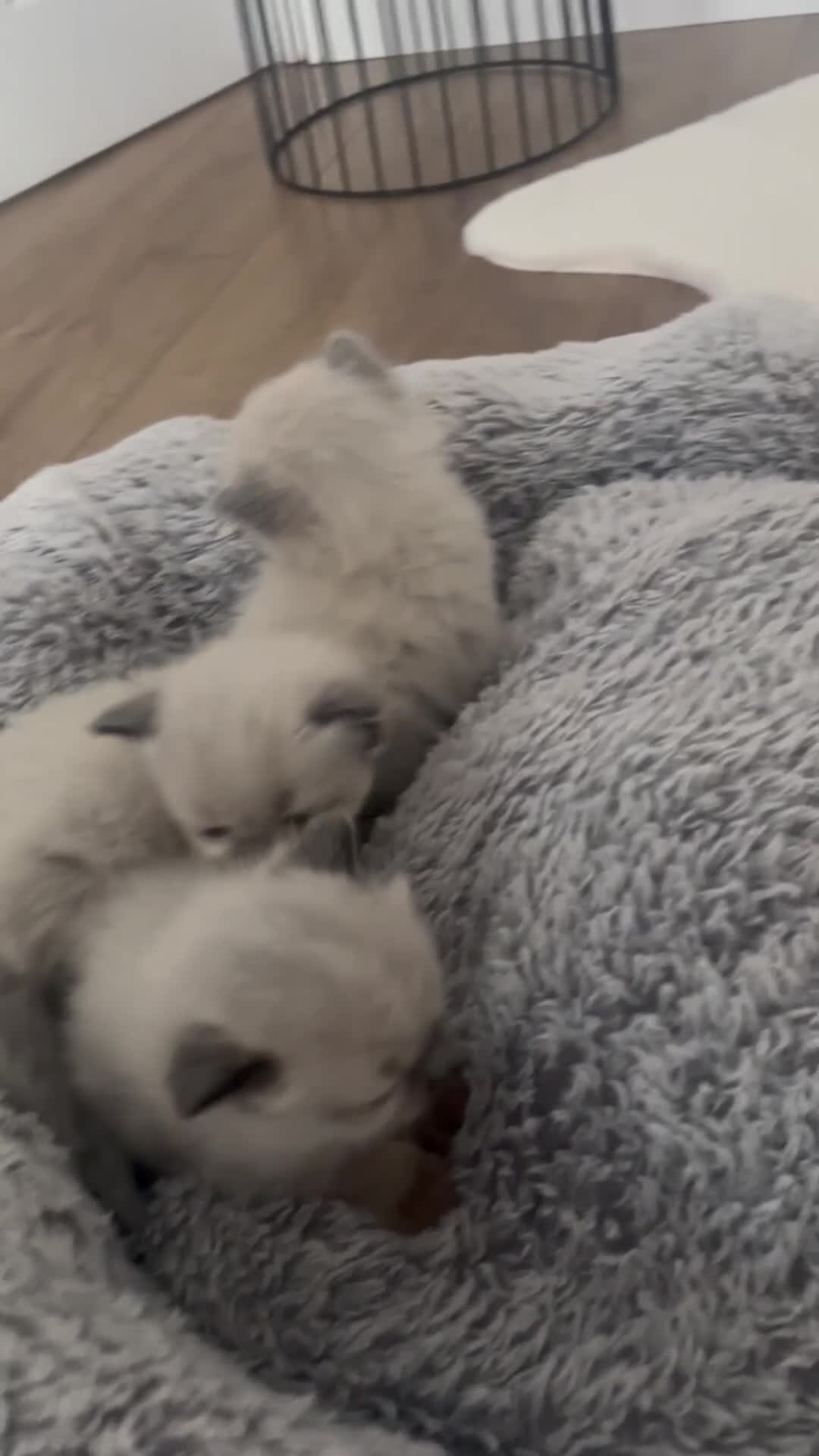 Ragdoll cats for sale: Snowy kitty for sale  - Video 2