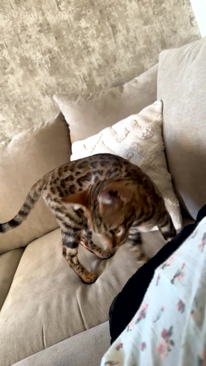 Bengal cats for sale: Bengal cat - Video 1