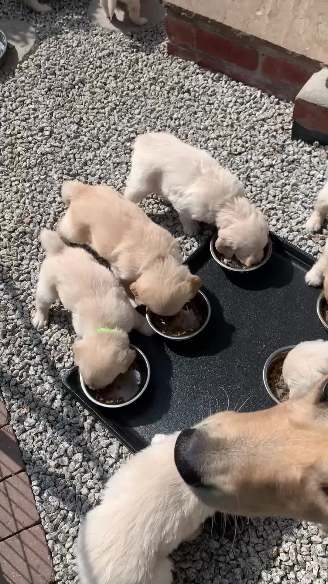 Golden Retriever dogs for sale: Exceptional Golden retriever litter - Video 1