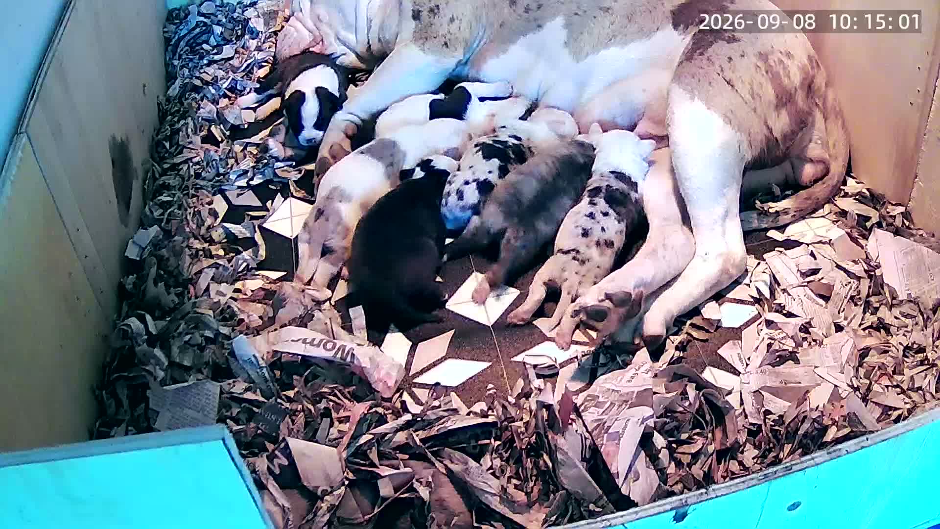 American Bully dogs for sale: American bully puppies  - Video 3