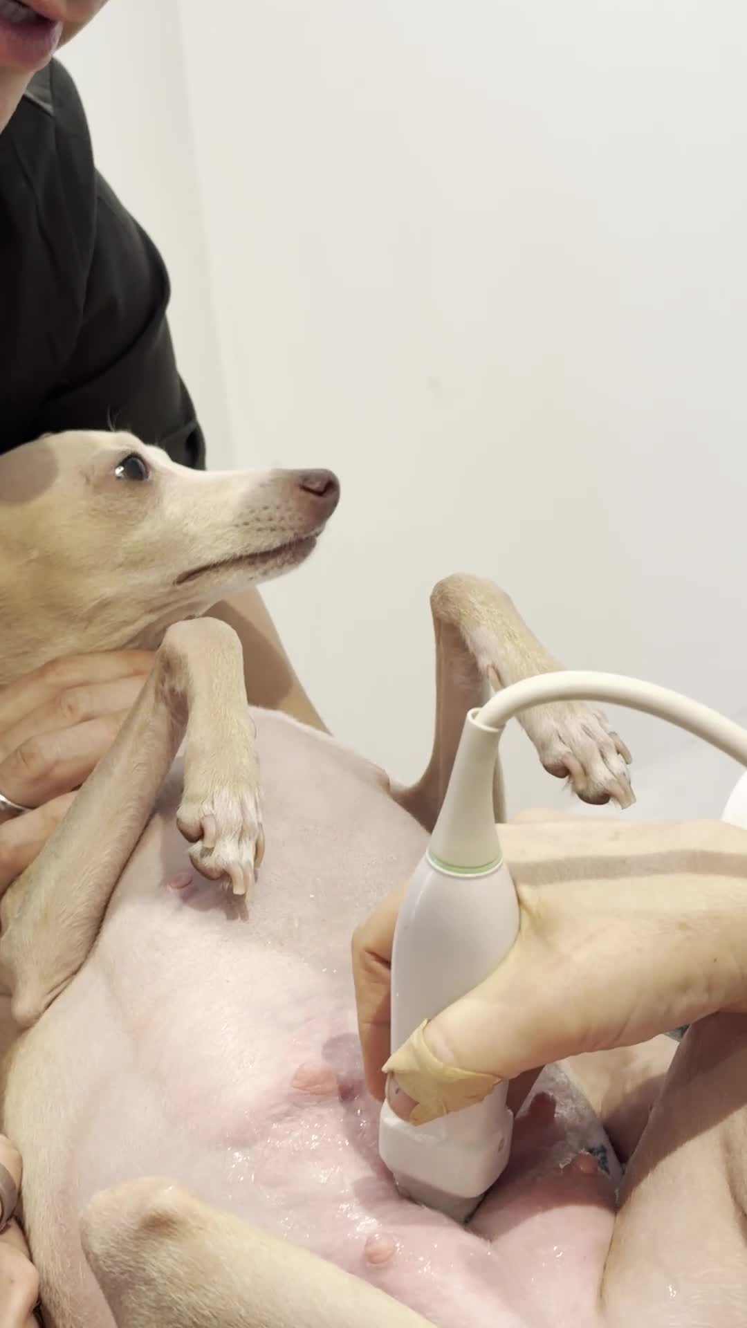 Italian Greyhound dogs for sale: Italian Greyhound puppies  in London - Video 1