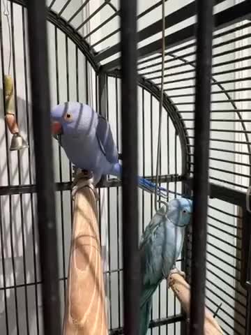 Parrots birds for sale: Breeding pair Indian Ring Neck Parrots - Video 1