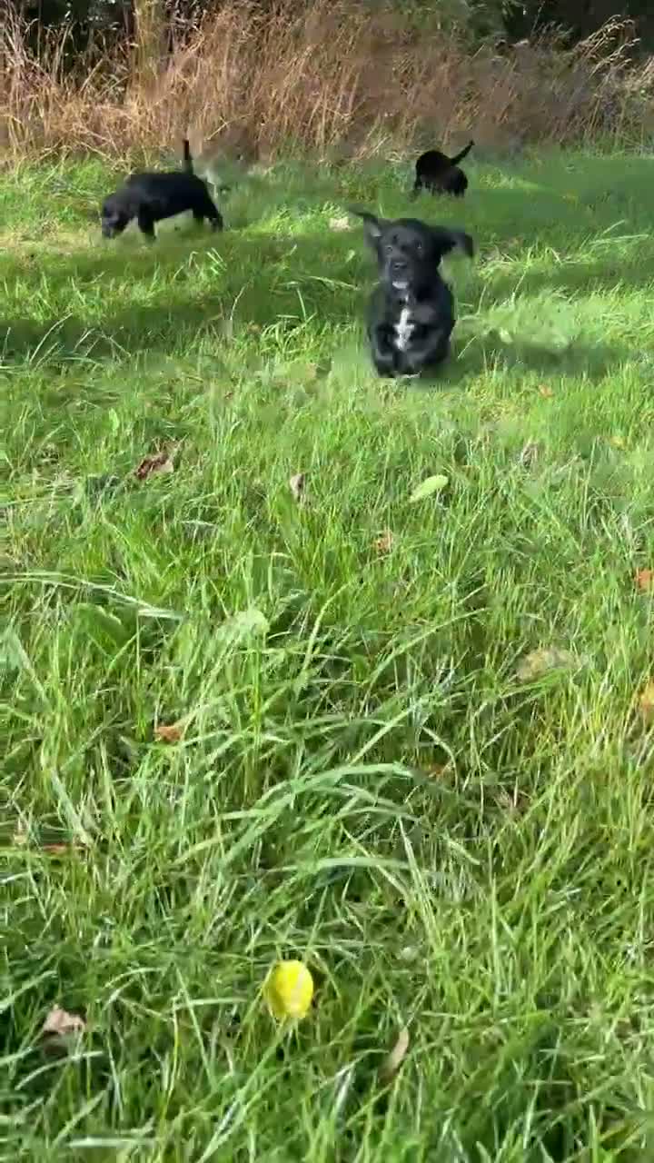 Mixed Breed dogs for sale: Gorgeous Huntaway X GWP Puppies in Turriff - Video 3