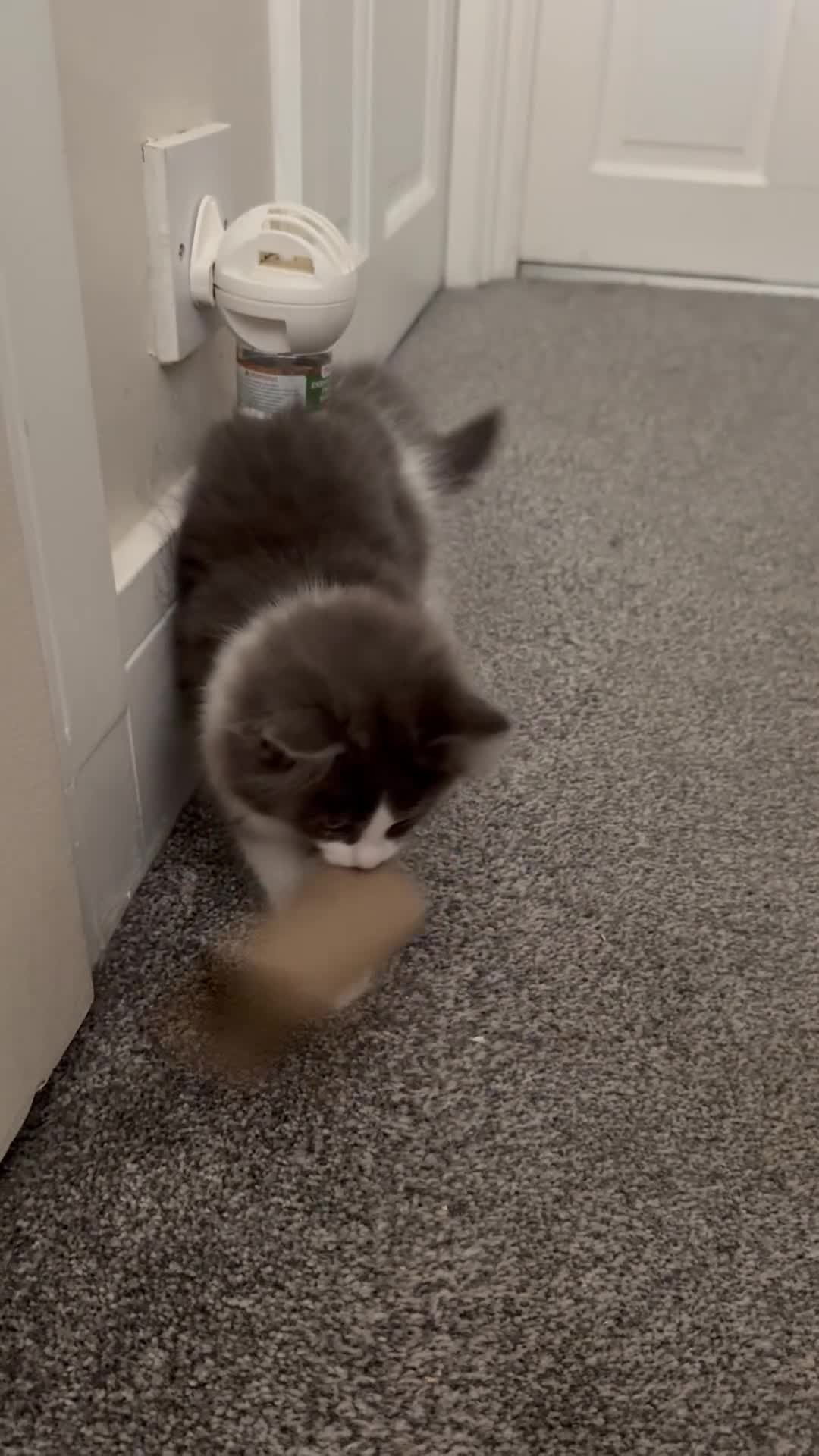 Ragdoll cats for sale:  2 Beautiful Long-Haired Ragdoll Cross  - Video 5