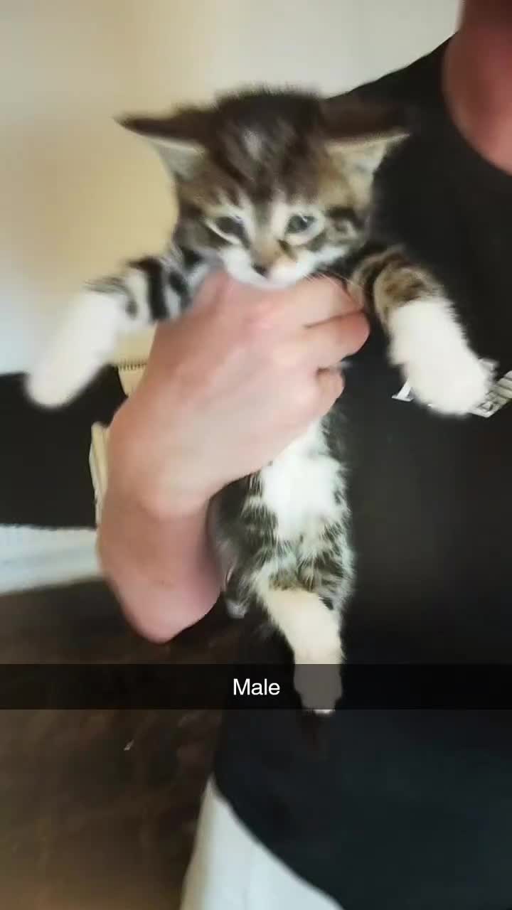 British Shorthair cats for sale: Gorgeous litter  - Video 4