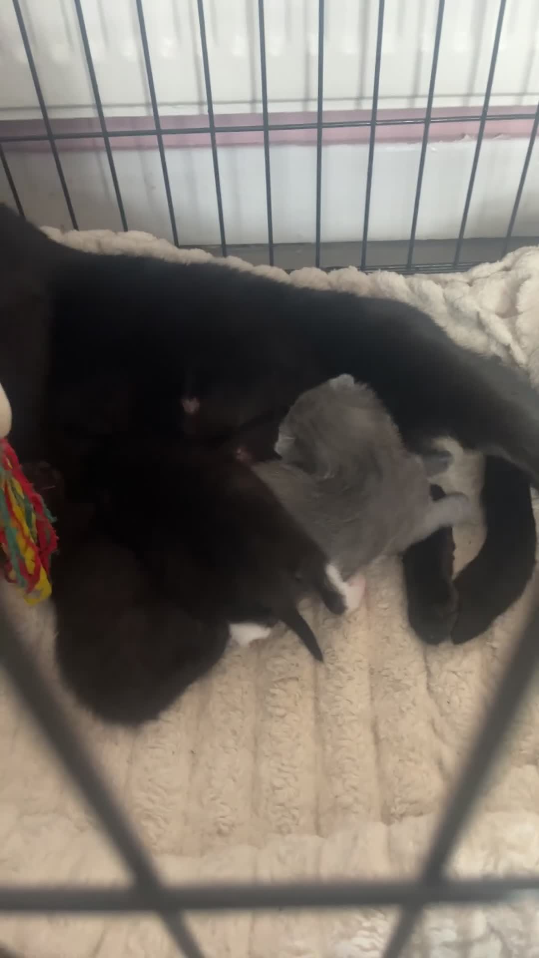 Mixed Breed cats for sale: 3 mixed kittens - Video 1