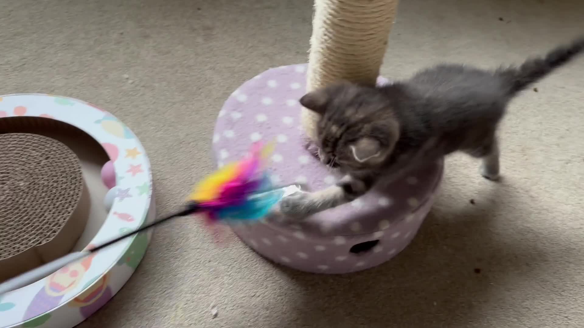 Mixed Breed cats for sale: Amiable mixed breed kittens - Video 2