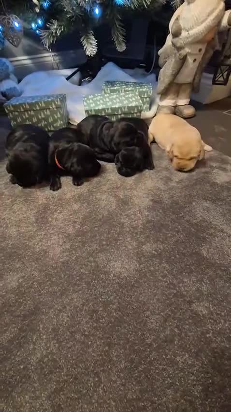 Labrador Retriever dogs for sale: Labrador puppies  - Video 1