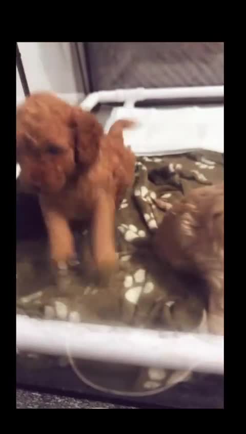 Cockapoo dogs for sale: Cockapoo - Video 3