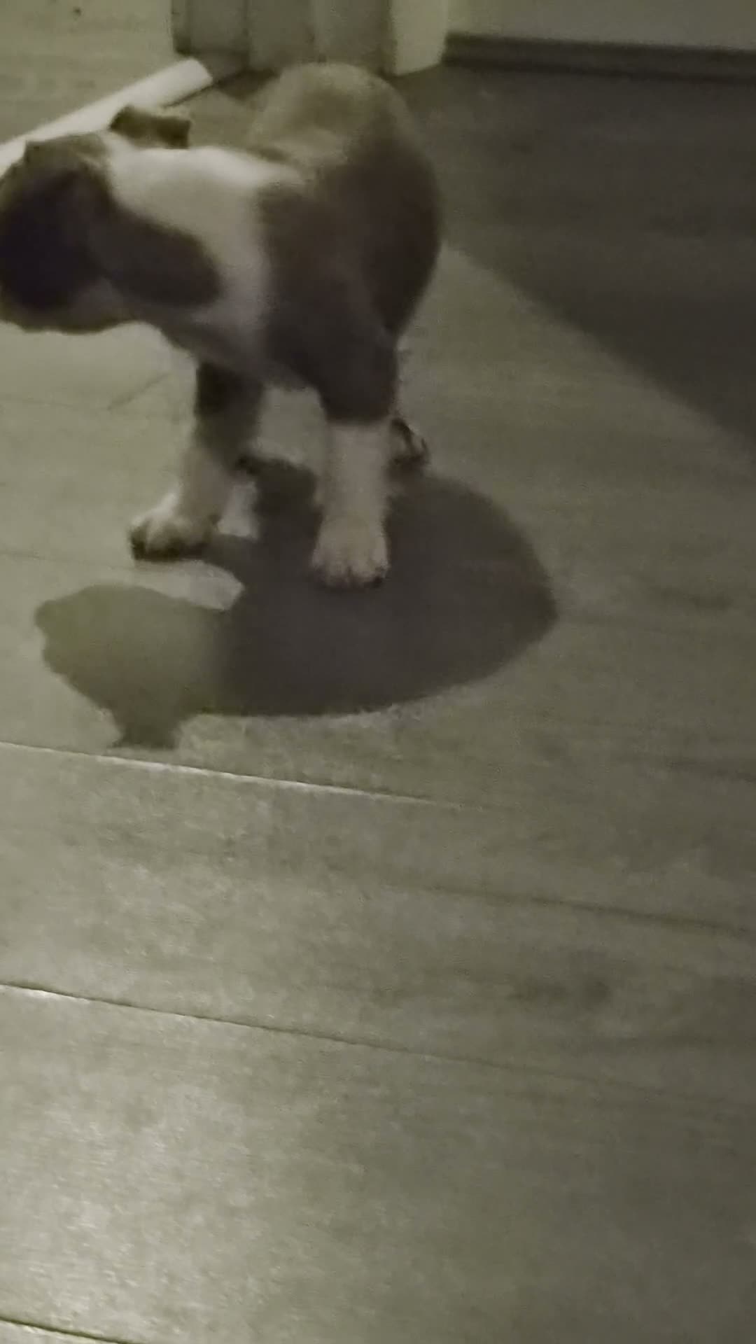 Boston Terrier dogs for sale: Beautiful boston puppies  - Video 5