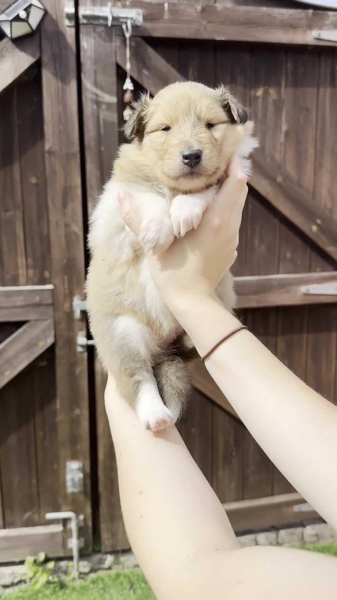 Rough Collie dogs for sale: Sable and white Rough collie puppies - Video 2