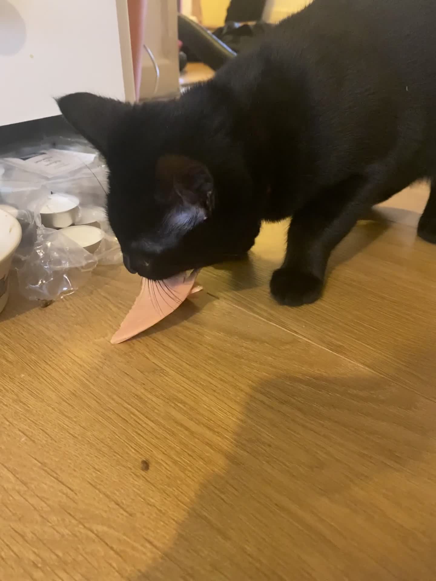 Mixed Breed cats for sale: Male Adult Cat Solo Home - Video 2