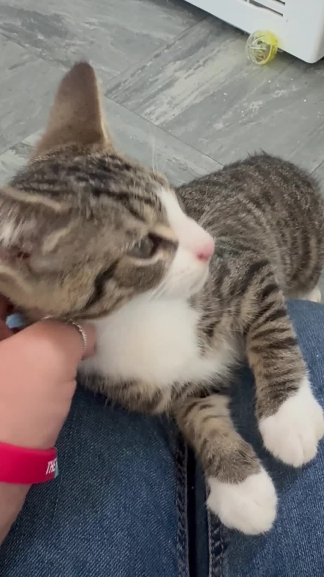Mixed Breed cats for sale: Ready to leave now - Video 1