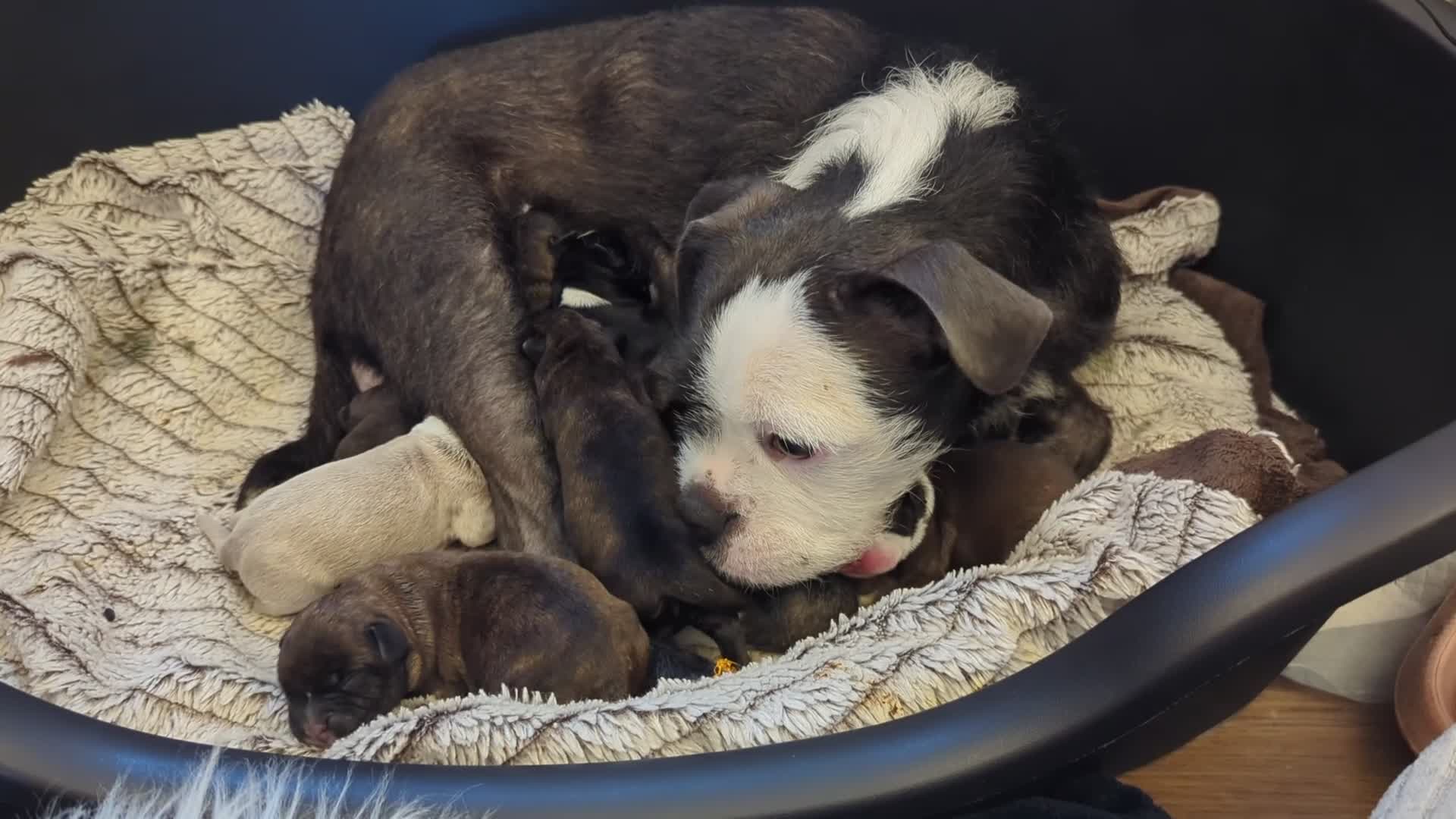 Boston Terrier dogs for sale: Boston X  - Video 2