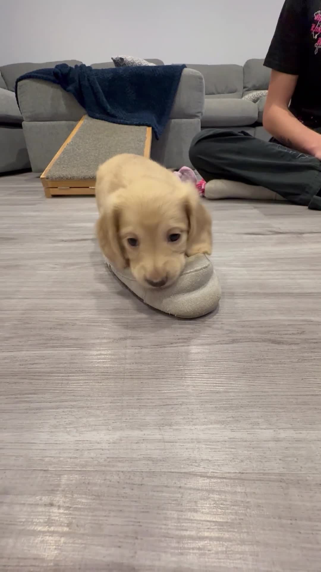 Miniature Dachshund dogs for sale: KC Registered Longhaired Miniature Dachshund Pups - Video 2