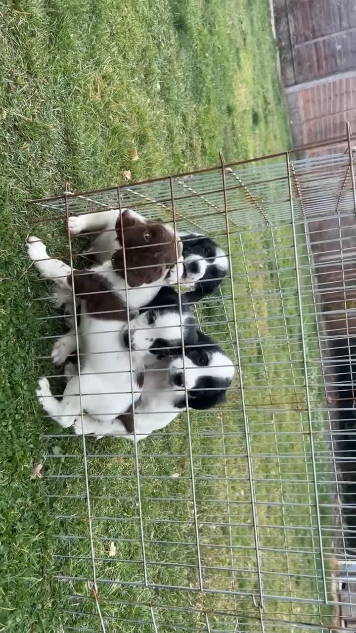 English Springer Spaniel dogs for sale:  springer spaniels pups for sale  - Video 3