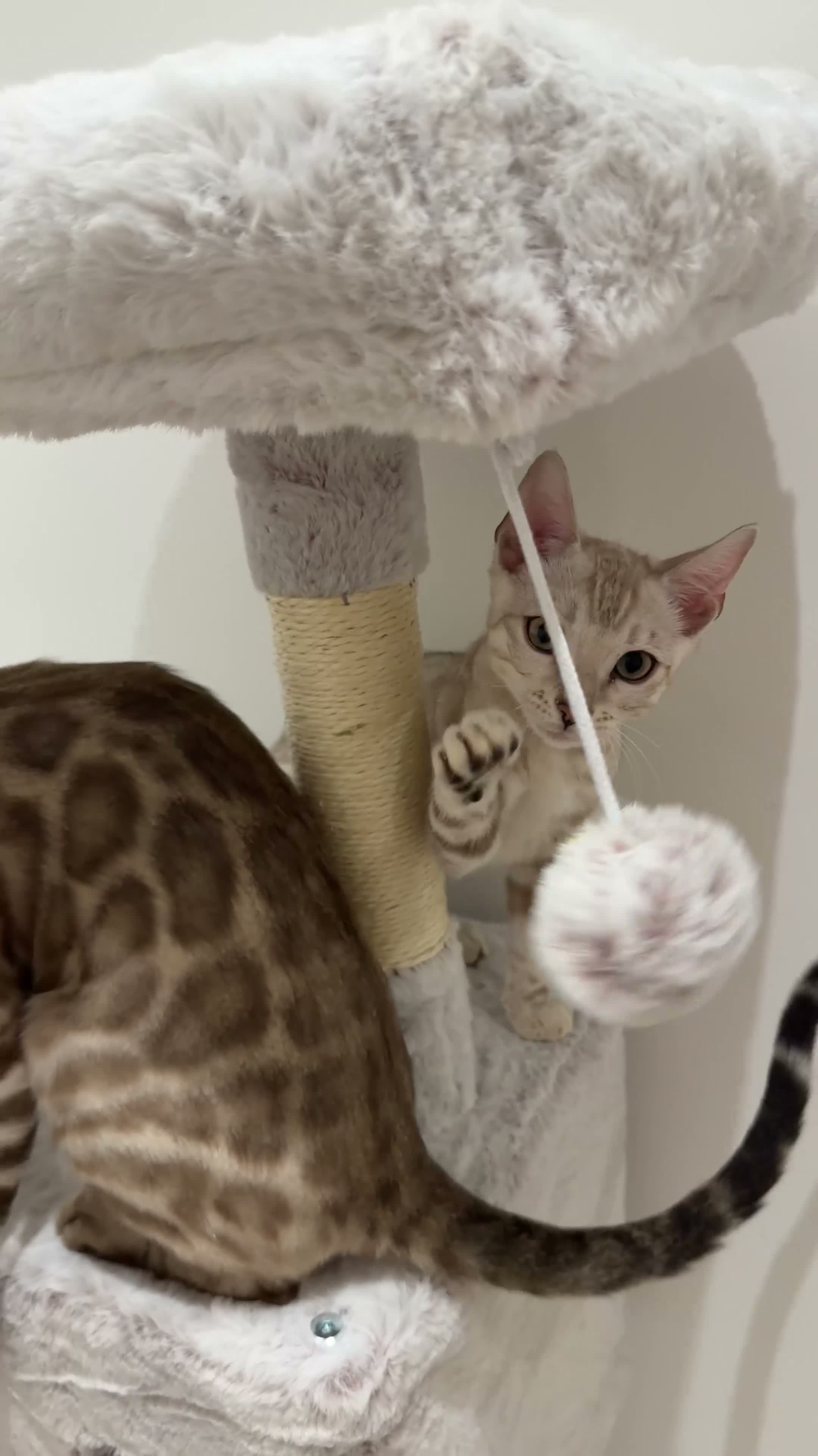 Bengal cats for sale:     TICA Bengal Snow Mink Male Green-Eyed - Video 2