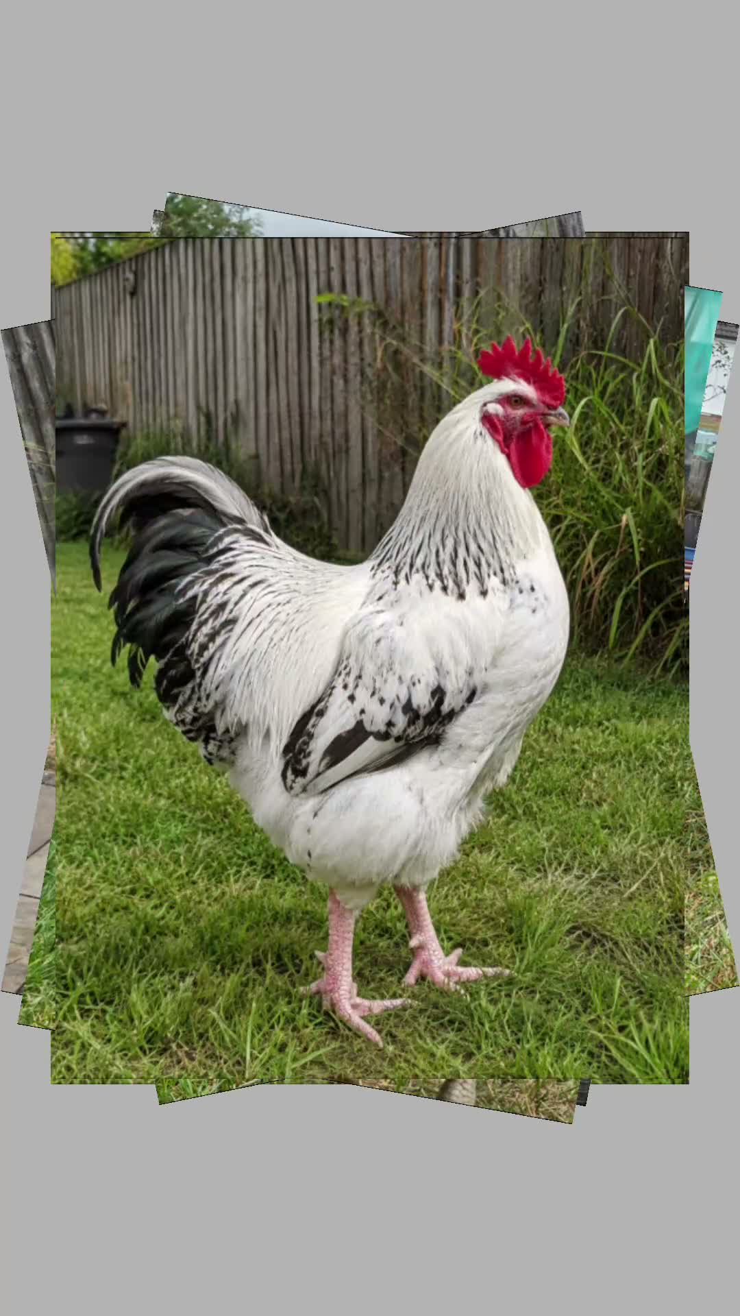 Chickens poultry for sale: Meet our big boy Butter!  in Camberley - Video 2