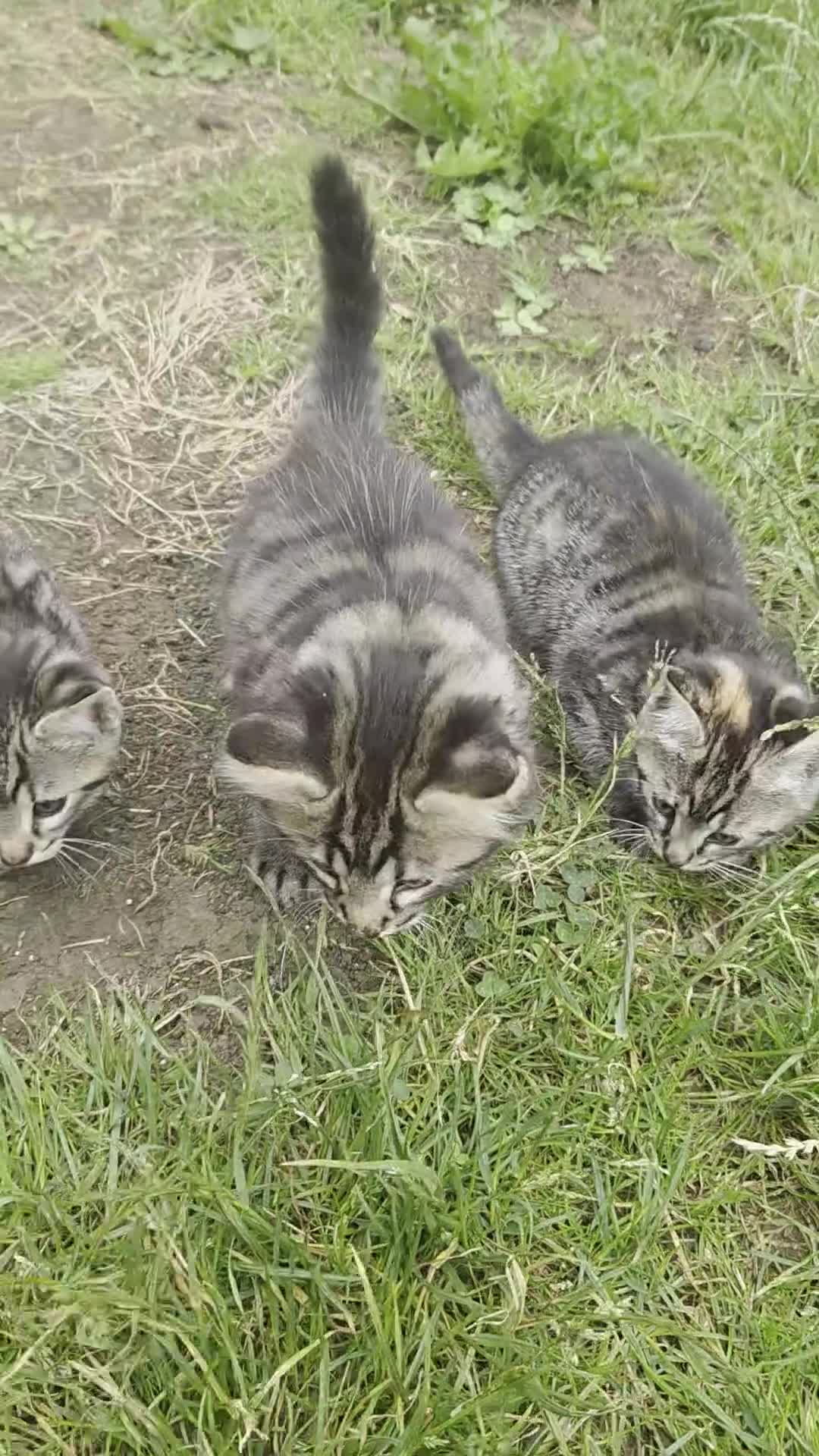 Mixed Breed cats for sale: 🐾 Beautiful Tabby Kittens Ready to Melt You Heart - Video 1
