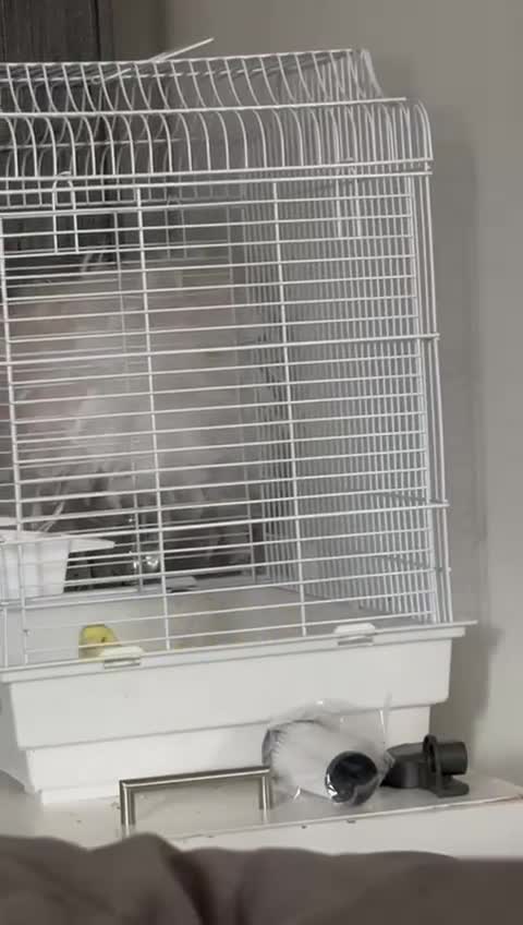 Budgerigars birds for sale: Lutino hand reared baby budgie - Video 1