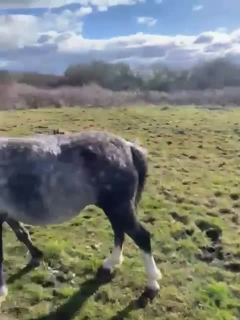 Welsh Section A horses for sale: Tame Gelding etm 11.2hh Kids Lead Rein Riding Pony - Video 2