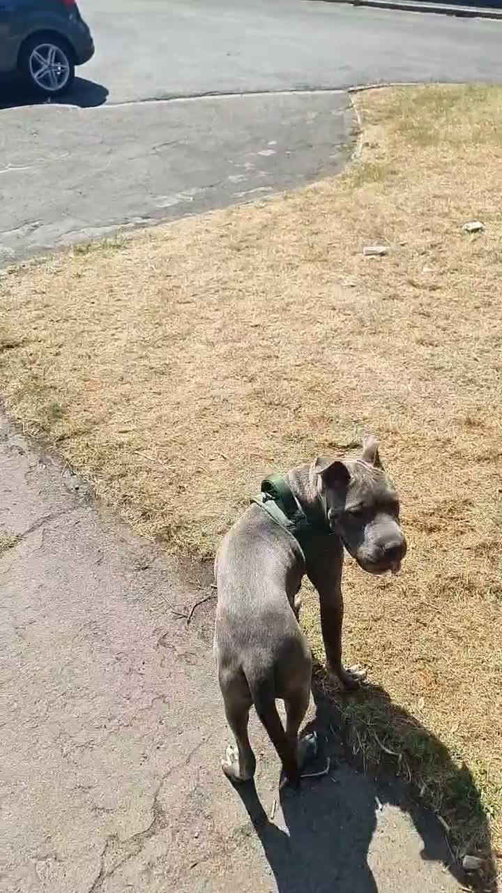 Mixed Breed dogs for sale: Cane corso X shar pei 9 months old  - Video 5