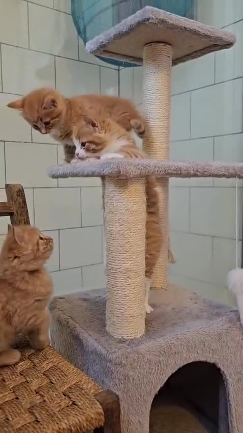 Mixed Breed cats for sale: 4 Adorable (3 Ginger) Kittens for Sale - Video 1
