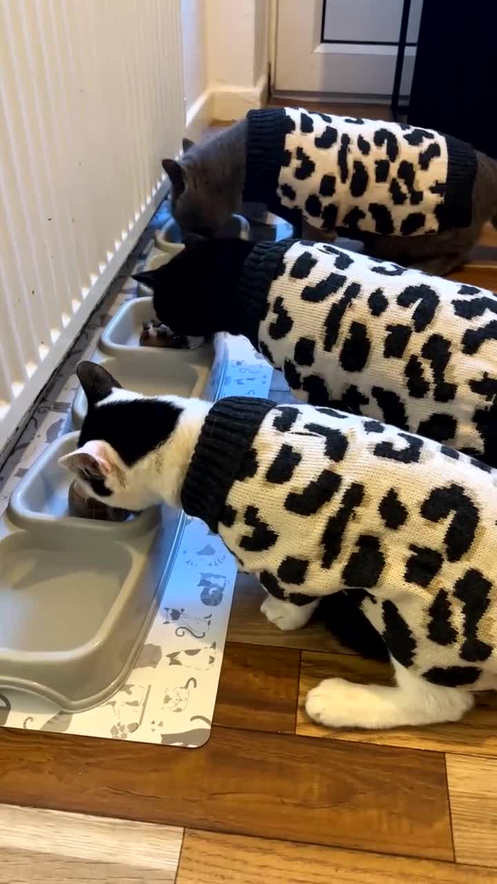 British Shorthair cats for sale: Mario British shorthair ( Rehome no charge)  - Video 2