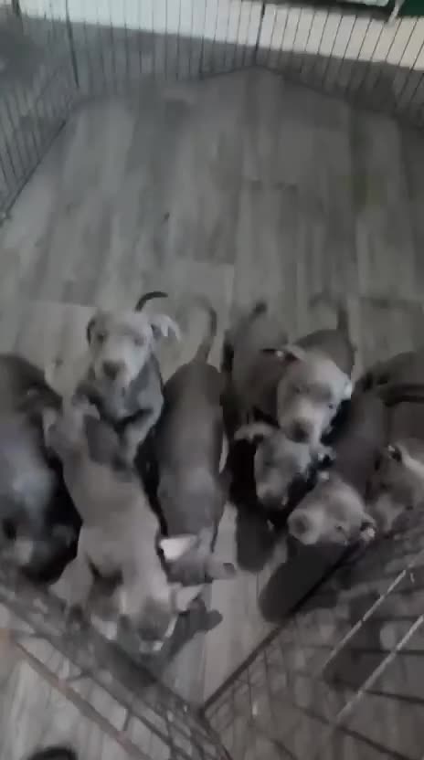 Staffordshire Bull Terrier dogs for sale: Staffordshire bull  - Video 2