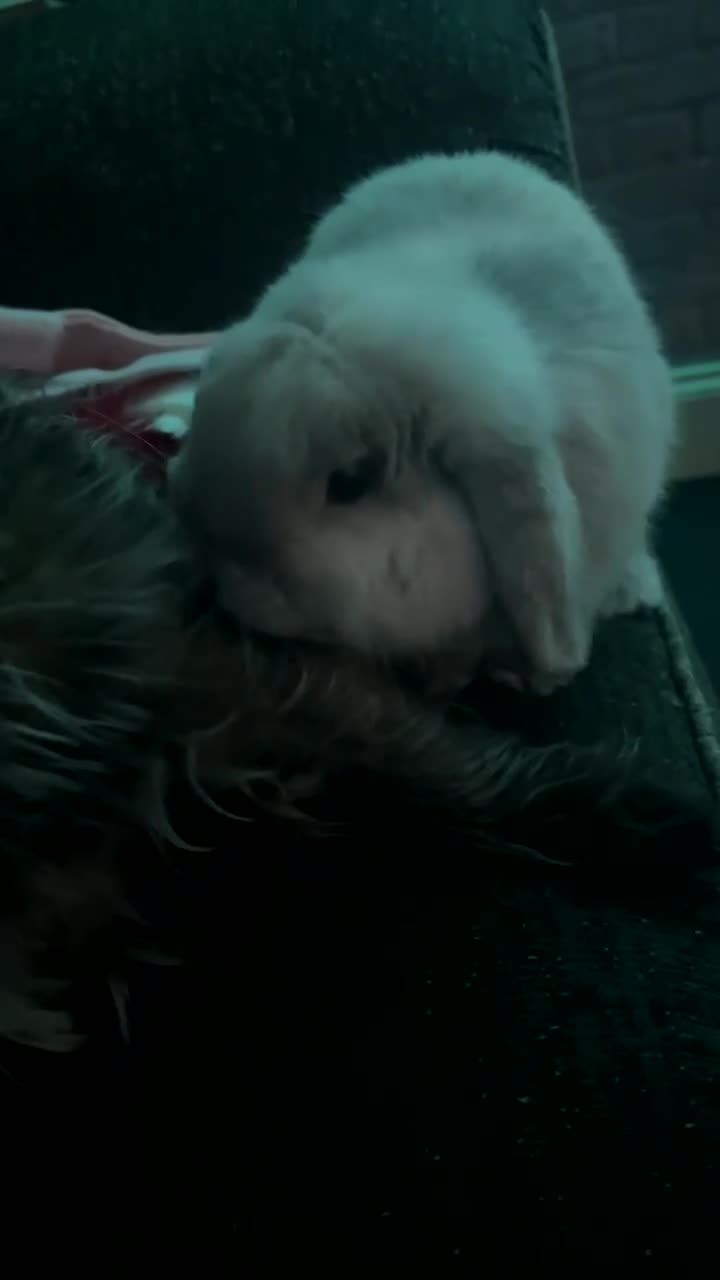 Mini Lop rabbits for sale: Mini lop rabbit  - Video 1
