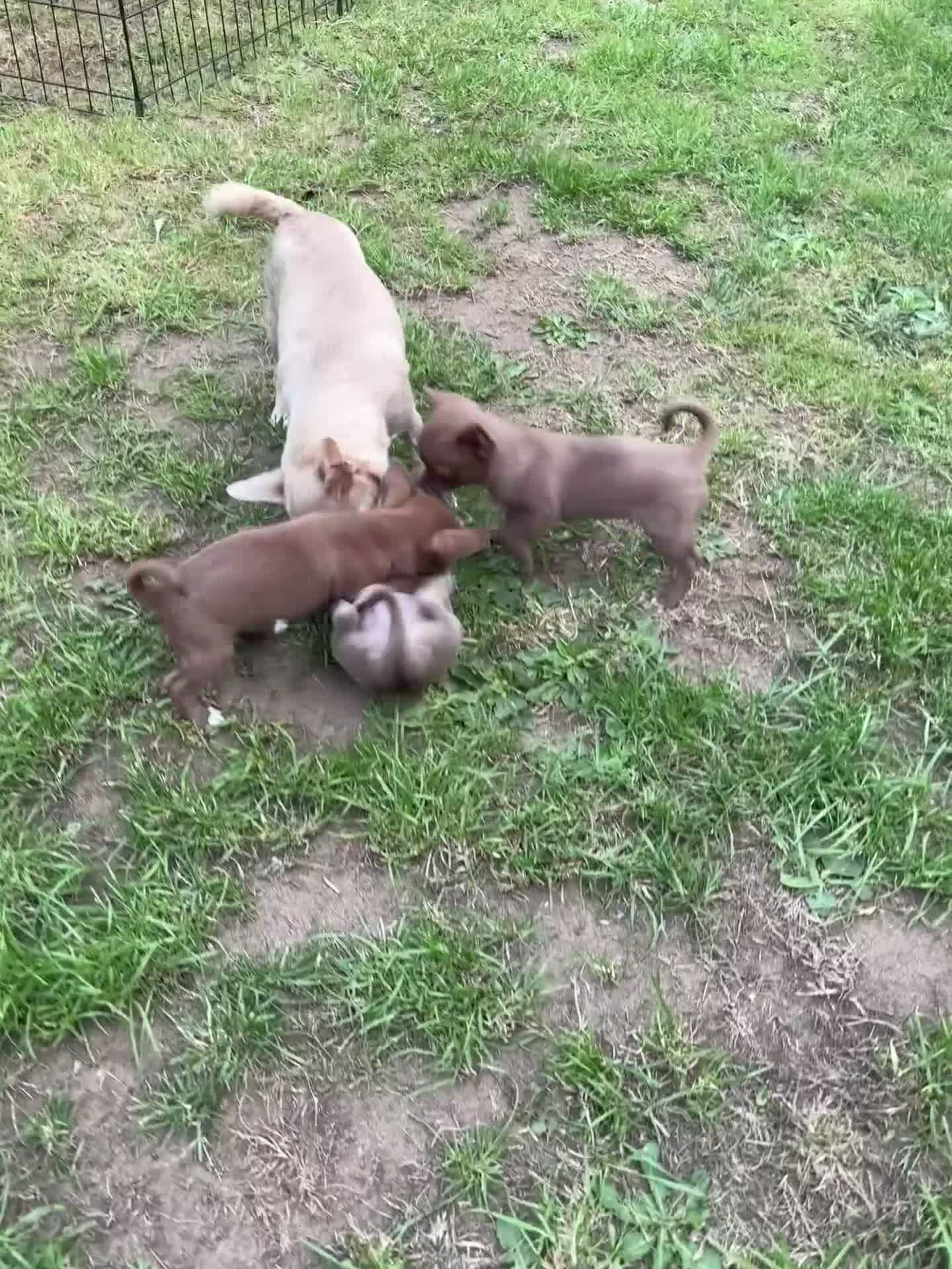 Chihuahua dogs for sale: LAST BOY.. KC registered, STUNNING, READY NOW - Video 2