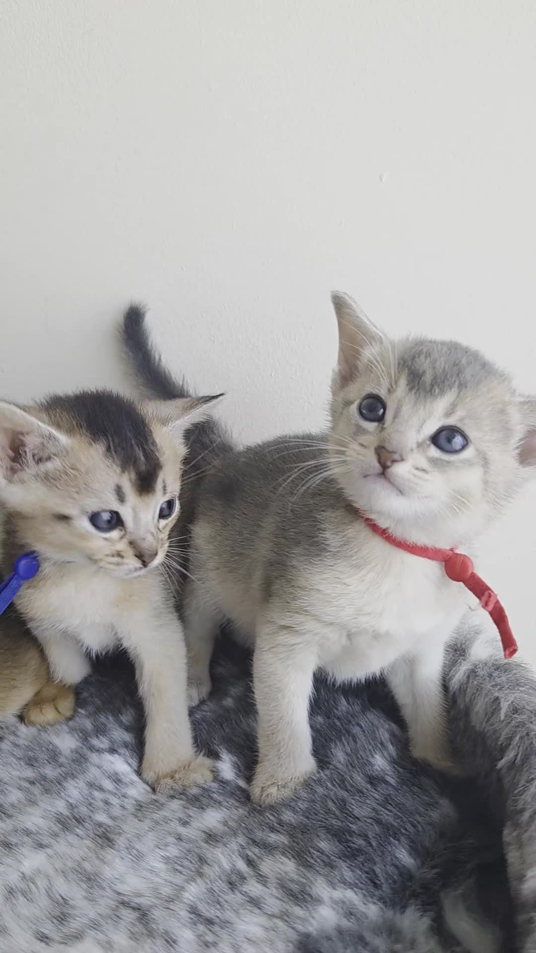 Abyssinian cats for sale: ⚜️Last 2 kittens -Beautiful Abyssinian Kittens🏆 - Video 3