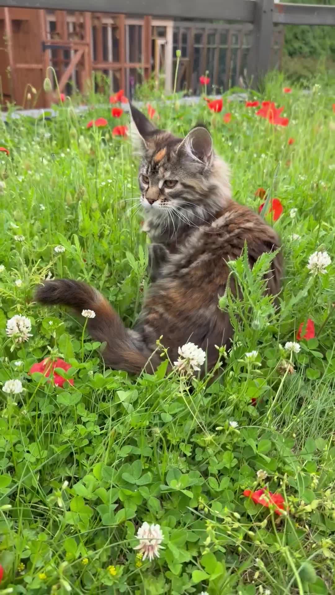 Maine Coon cats for sale: First kittens of GCCF Maine coon Champ for sale  - Video 1