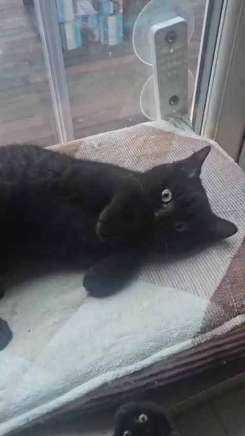 British Shorthair cats for sale: Gorgeous British Shorthair Kittens Ready Now! - Video 3