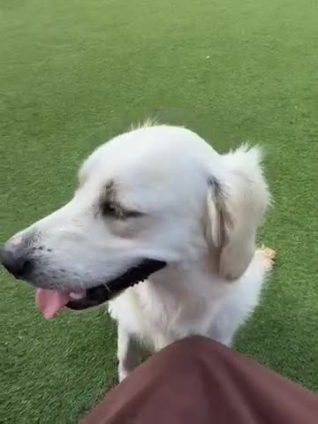 Golden Retriever dogs for sale: Golden Retriever Bitch  - Video 1