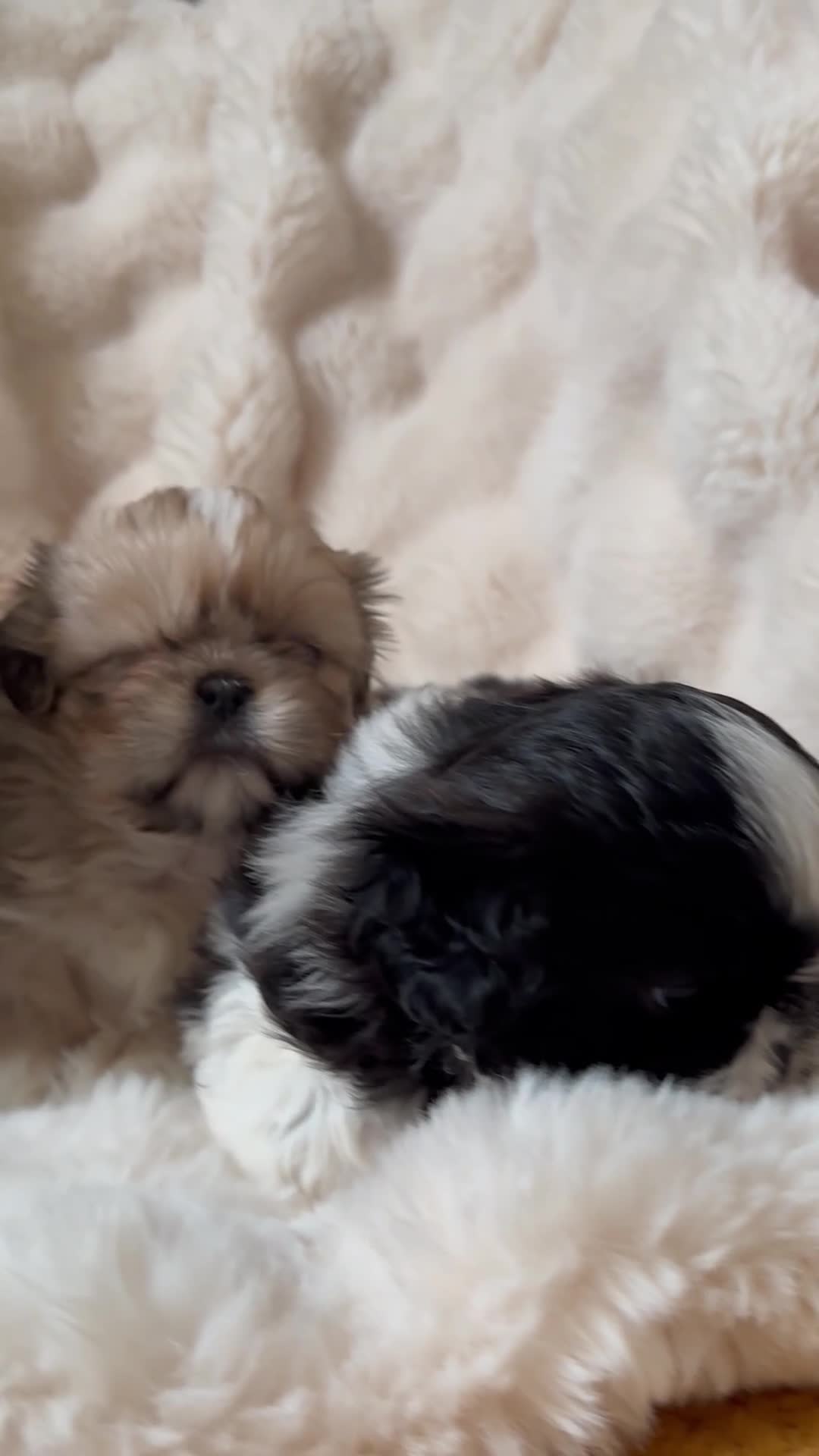 Shih Tzu dogs for sale: Shih Tzu Puppys miniature  in Southport - Video 1