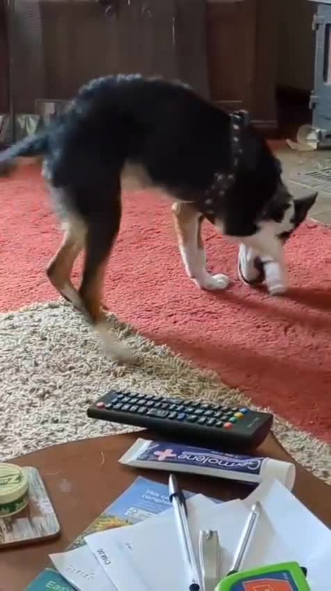 Mixed Breed dogs for sale: Looking for a new home  - Video 1