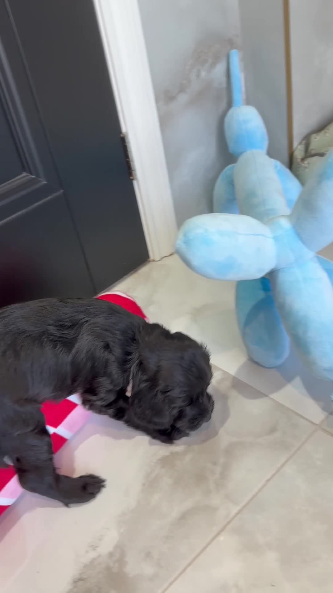 Labradoodle dogs for sale: Multigen Prestige Australian Labradoodle puppies💜 - Video 3