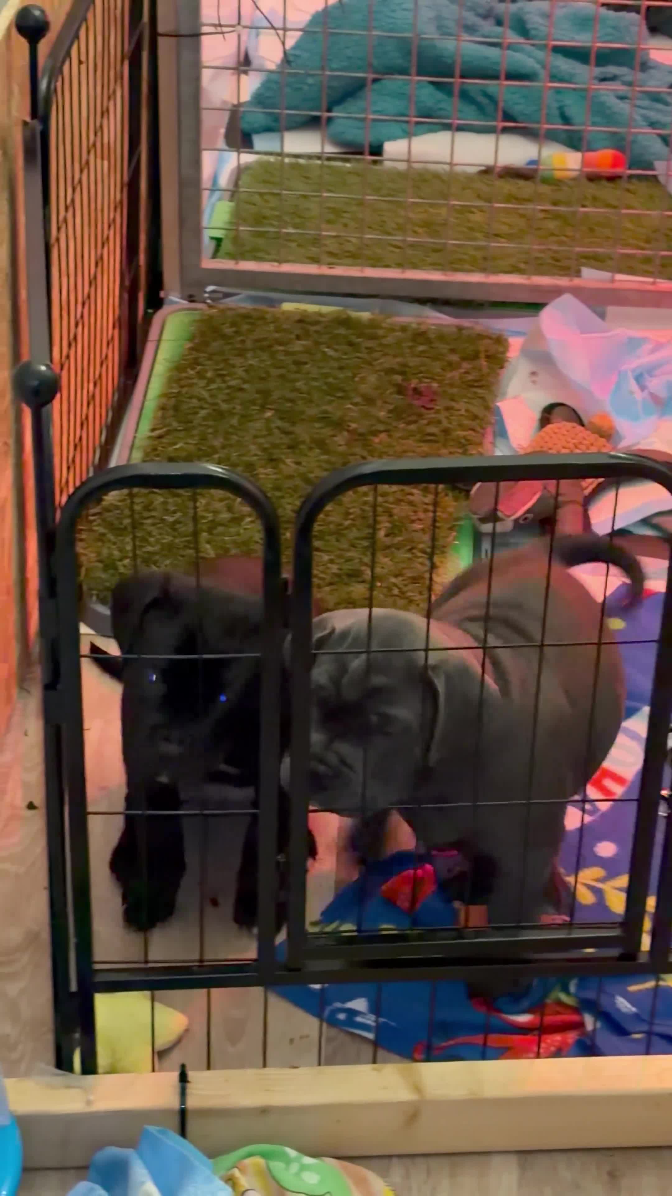 Cane Corso dogs for sale:  Health-Tested Cane Corso Puppies 🐾 - Video 3