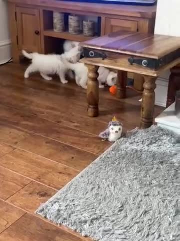 Maine Coon cats for sale: Gorgeous, XXL Russian Maine Coon kittens - Video 1