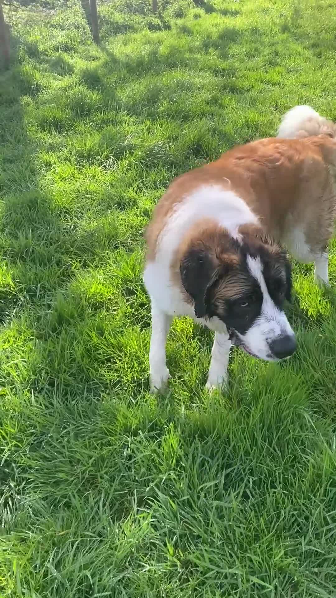 Saint Bernard dogs for sale:  Rehoming Post, Saint Bernard (3 years old)  in Newport - Video 2