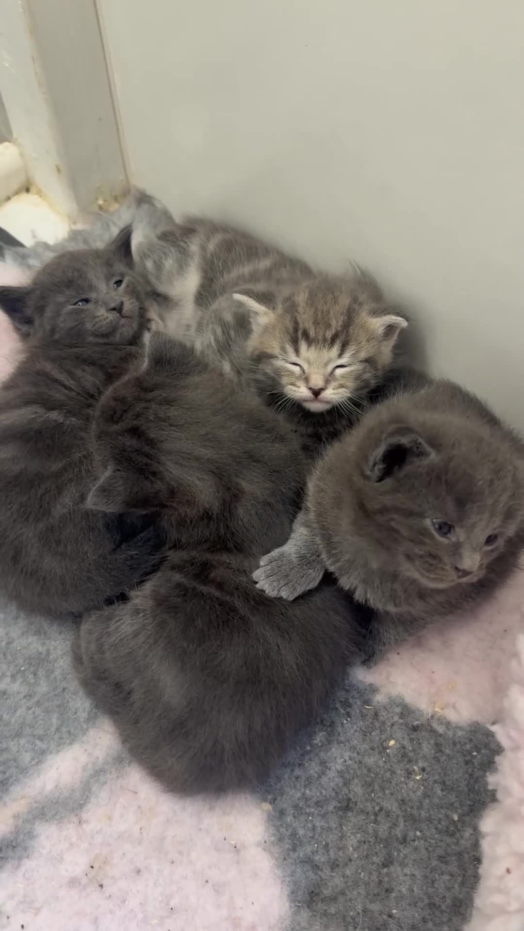 Mixed Breed cats for sale: Maine coon x Ragdoll/Bengal kittens - Video 1