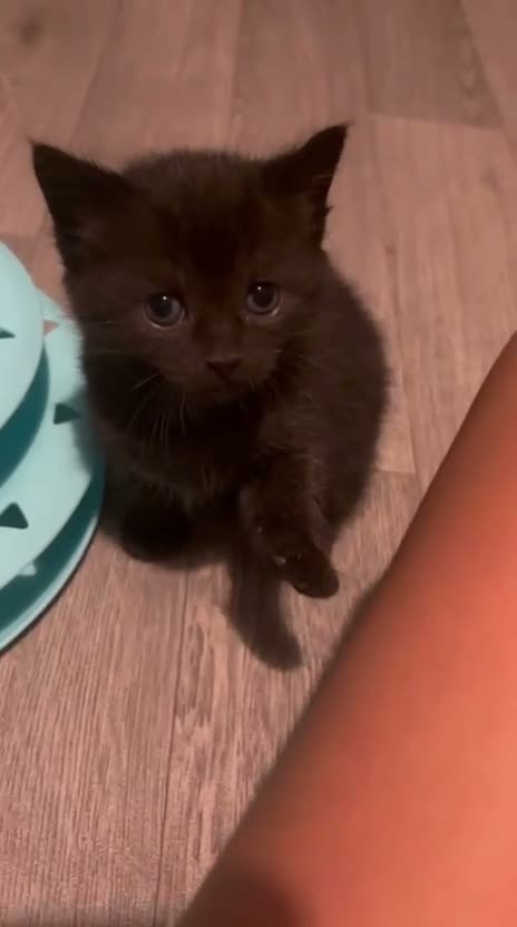 Mixed Breed cats for sale: Fluffy tabby kittens  in Coventry - Video 2