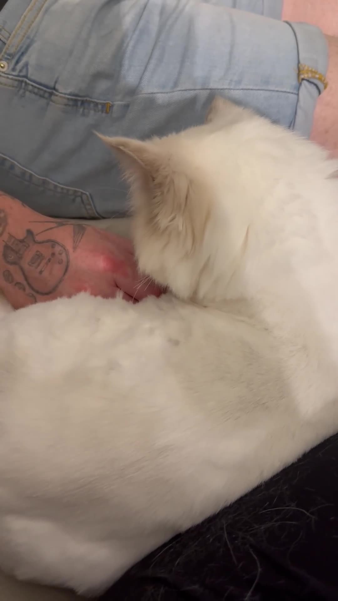 Ragdoll cats for sale: 💜 Lilac Lynx bicolour Ragdoll Girl 🩷  - Video 1