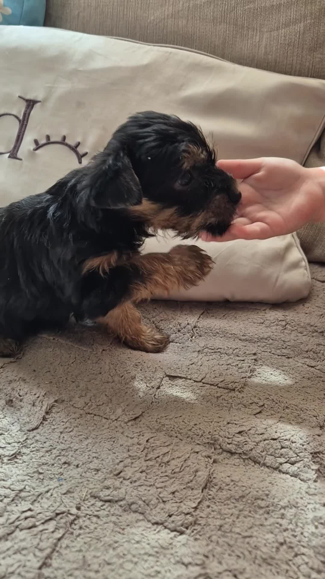 Yorkshire Terrier dogs for sale: Gorgeous Lilliputian Yorkies available  - Video 2